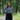CFO8025 DOWN FOR BUSINESS TOP FOIL TOPS