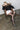 Hael And Jax Tusk Studded Ballet Flat HAEL AND JAX WOMENS FOOTWEAR