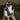 REFLECTION DRESS PASDUSHAS DRESSES