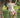 MARLEY KIDS SHORT STRAWBERRY FIELDS WALNUT MELBOURNE KIDS CLOTHING