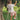 MARLEY KIDS SHORT STRAWBERRY FIELDS WALNUT MELBOURNE KIDS CLOTHING