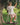 MARLEY KIDS SHORT STRAWBERRY FIELDS WALNUT MELBOURNE KIDS CLOTHING