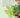 CIRCA CHRISTMAS TREE SCENT STEMS CIRCA Christmas Candles 56357