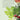 CIRCA CHRISTMAS TREE SCENT STEMS CIRCA Christmas Candles 56357