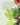 CIRCA CHRISTMAS TREE SCENT STEMS CIRCA Christmas Candles 56357