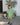 FRANKIE  KIDS SANDAL WALNUT MELBOURNE KIDS FOOTWEAR