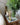KYOTO DIFFUSER GLASSHOUSE CANDLES 13012
