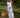 Pasduchas Odyssey Midi Dress - White PASDUCHAS WHITE / 6 DRESSES 48771