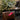 Rendezvous EDP 14mls GLASSHOUSE rendezvous CANDLES 22793