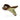 TALIA WEDGE BRAZILIO WOMENS FOOTWEAR